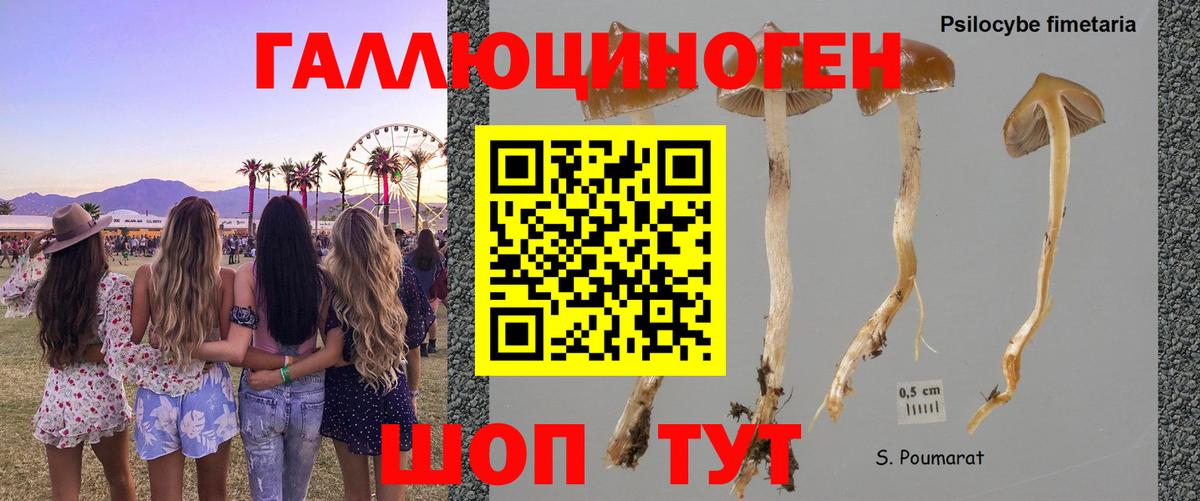 Темрюк  Псилоцибиновые грибы Psilocybe  Псилоцибиновые грибы Cubensis  цены   Вход с VPN 